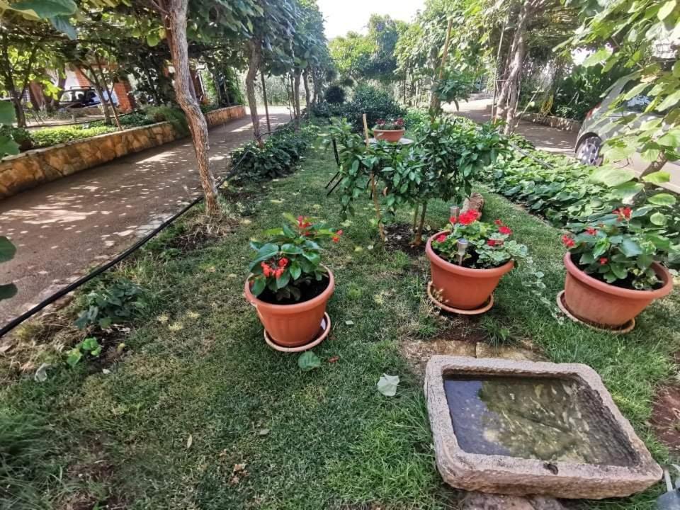 App Carla Apartment Novigrad  Ngoại thất bức ảnh